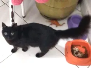 Gato raça Sem raça idade 2 anos nome Pretinha