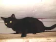 Dedé