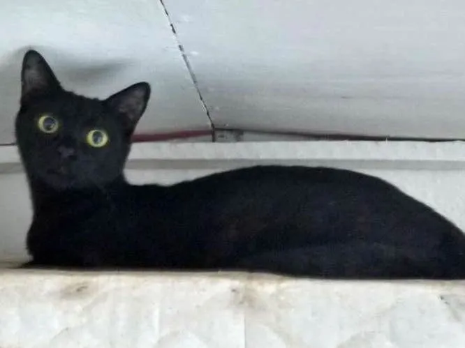 Gato ra a Sem raça idade 7 a 11 meses nome Dadá