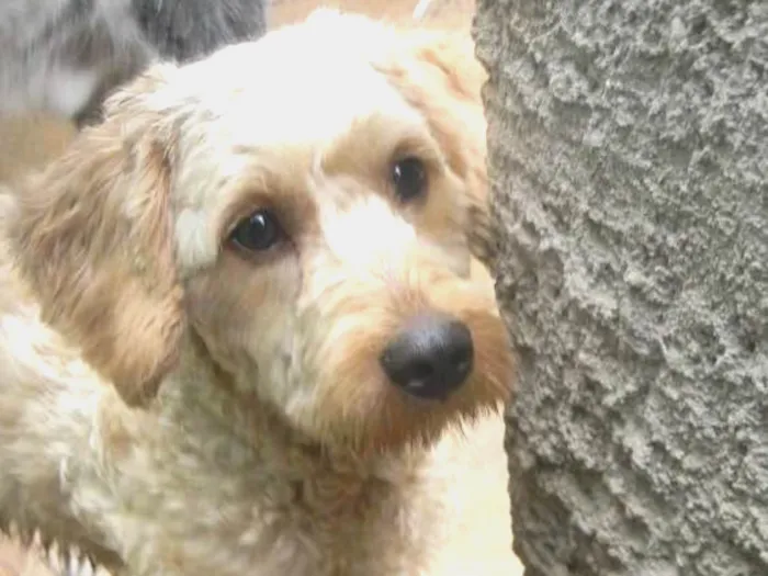 Cachorro ra a Poodle idade 1 ano nome Bob
