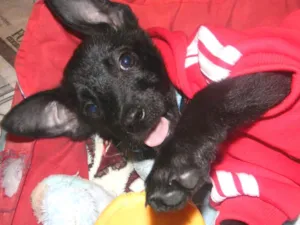 Cachorro raça Srd idade 2 a 6 meses nome Billy filhote 