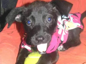 Cachorro raça Srd idade 2 a 6 meses nome Ana lise