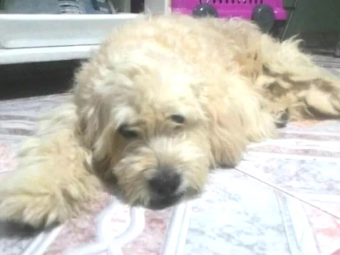 Cachorro ra a Poodle  idade 4 anos nome Bebezao 