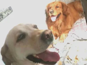 Cachorro raça Golden retrivier e Labradora idade 3 anos nome Caco e Lilica 