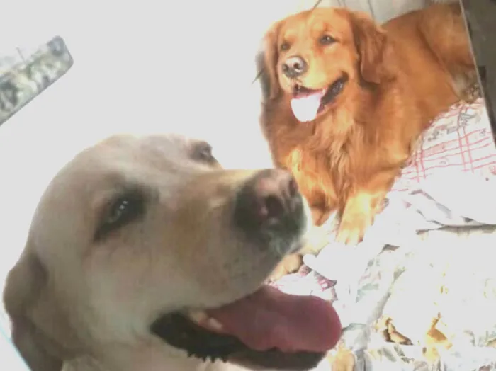 Cachorro ra a Golden retrivier e Labradora idade 3 anos nome Caco e Lilica 
