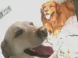 Caco e Lilica