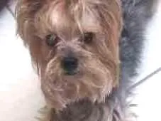 Cachorro ra a Yorkshire idade 1 ano nome Nao sei