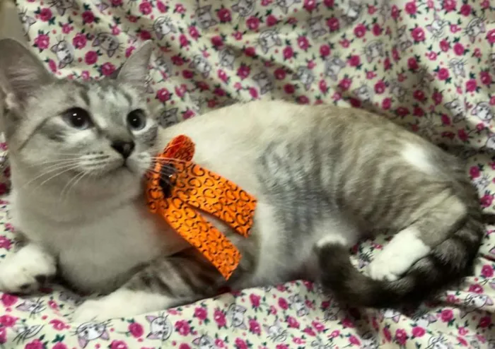 Gato ra a Srd idade 7 a 11 meses nome Mel