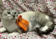 Mel