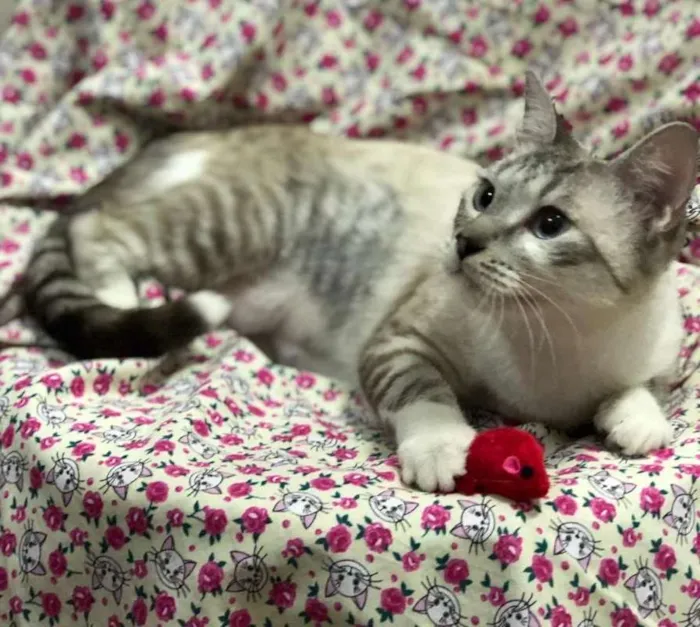 Gato ra a Srd idade 7 a 11 meses nome Mel