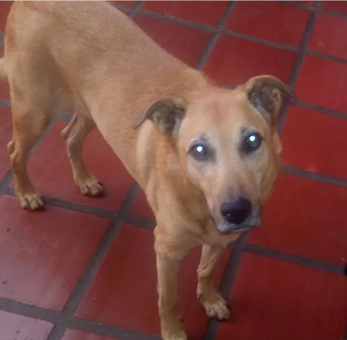 Cachorro ra a SRD idade 6 ou mais anos nome Fox