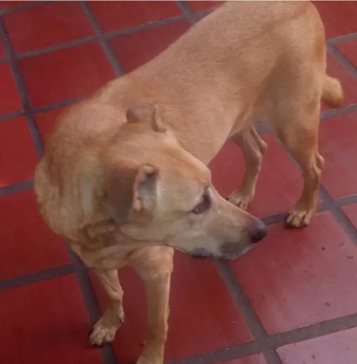 Cachorro ra a SRD idade 6 ou mais anos nome Fox