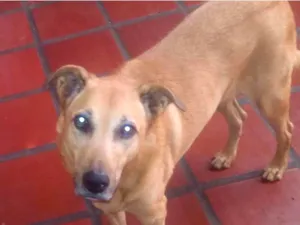 Cachorro raça SRD idade 6 ou mais anos nome Fox