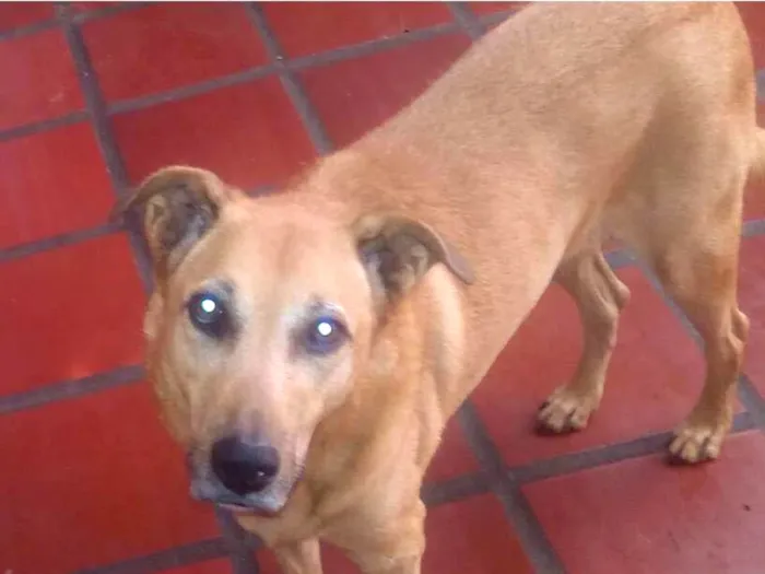 Cachorro ra a SRD idade 6 ou mais anos nome Fox