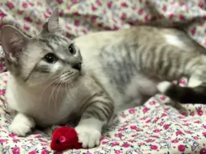 Gato raça Srd idade 7 a 11 meses nome Mel