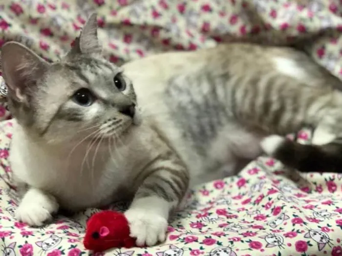 Gato ra a Srd idade 7 a 11 meses nome Mel