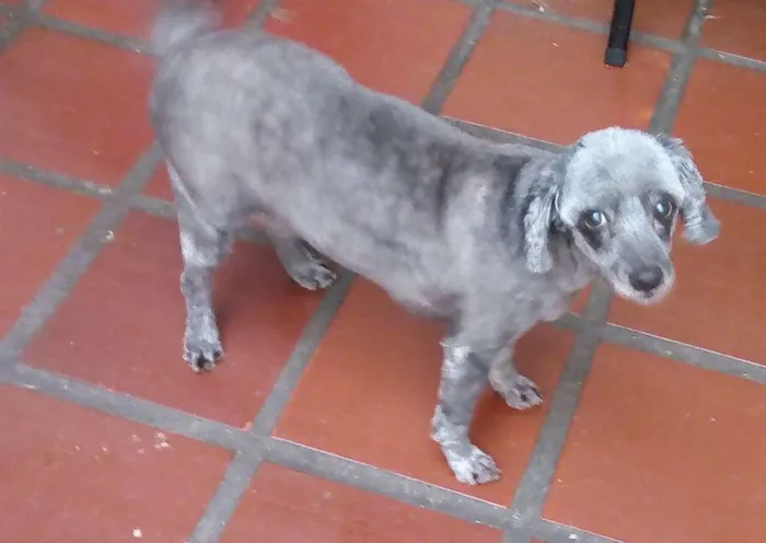 Cachorro ra a SRD idade 6 ou mais anos nome Malu