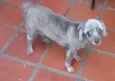 Malu