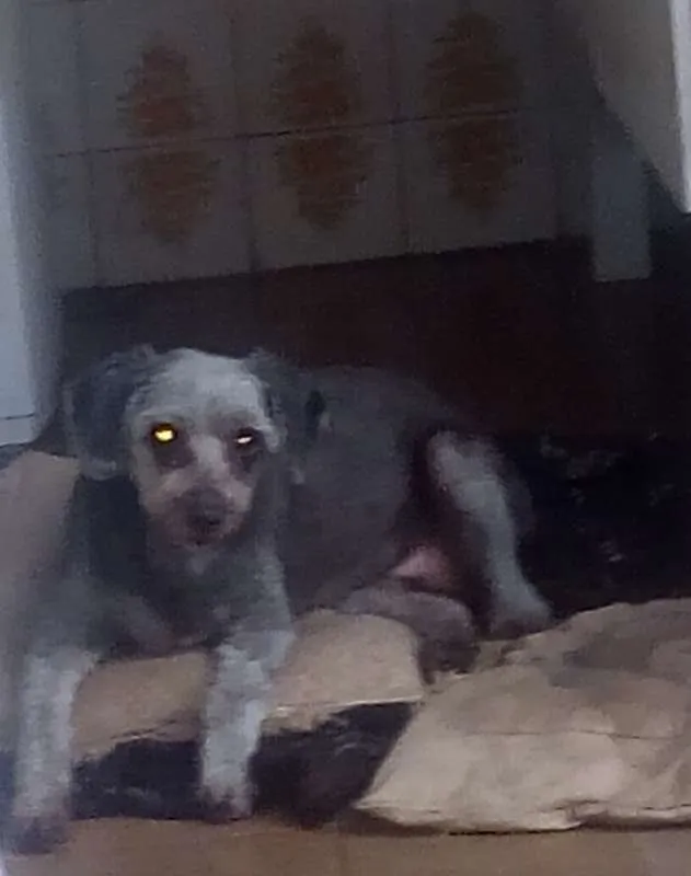 Cachorro ra a SRD idade 6 ou mais anos nome Malu