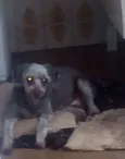 Malu