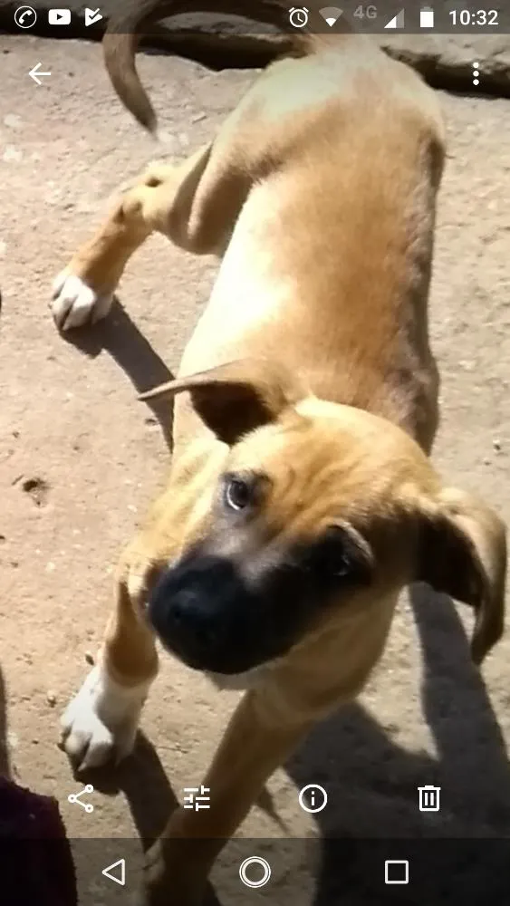 Cachorro ra a Indefinido idade 7 a 11 meses nome Berlin