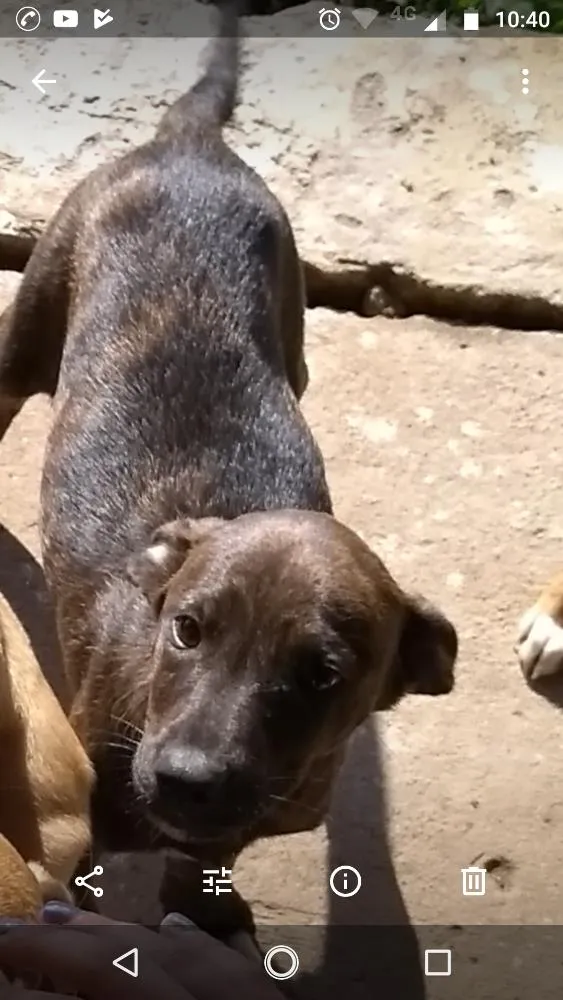 Cachorro ra a Indefinido idade 7 a 11 meses nome Fujão