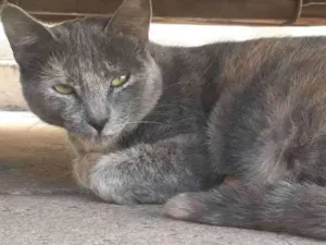 Gato raça vira lata idade 2 anos nome Luna