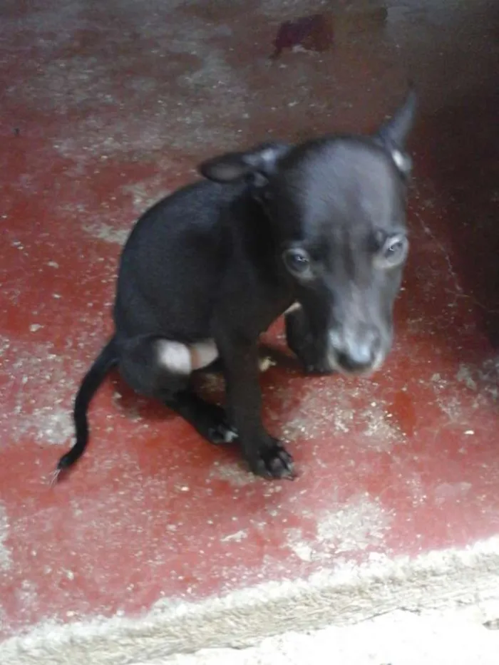 Cachorro ra a Fila com Pitbull. - - idade 2 a 6 meses nome Sherra