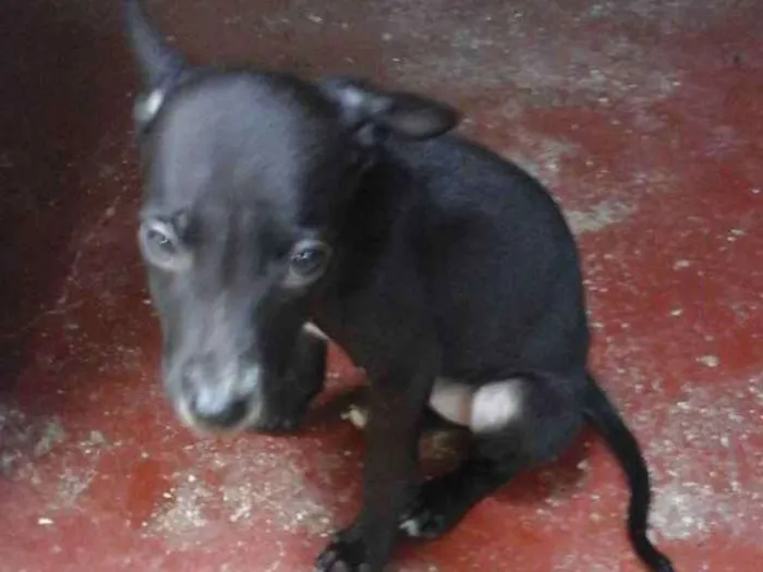 Cachorro ra a Fila com Pitbull. - - idade 2 a 6 meses nome Sherra