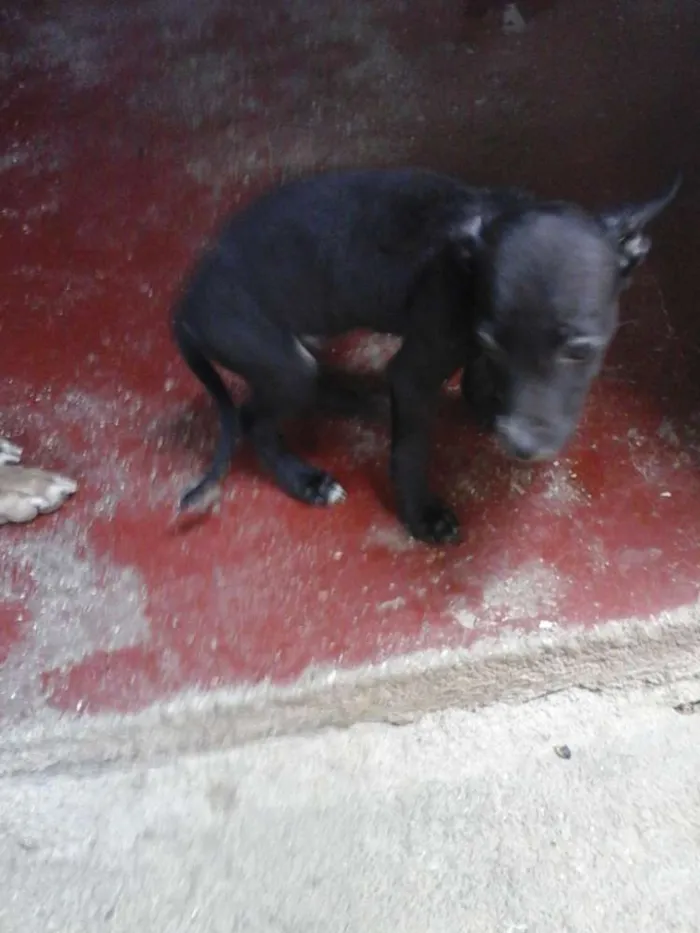 Cachorro ra a Fila com Pitbull. - - idade 2 a 6 meses nome Sherra