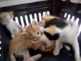 Bebês