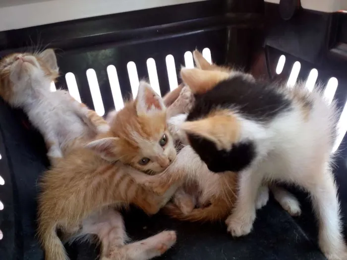 Gato raça Srd idade Abaixo de 2 meses nome Bebês