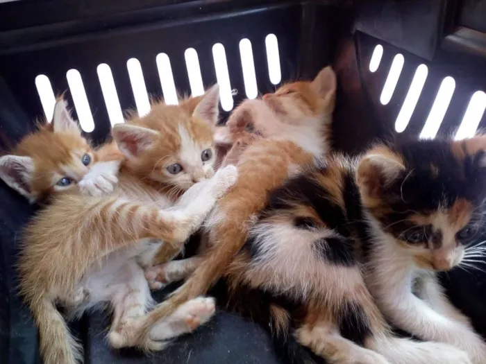 Gato raça Srd idade Abaixo de 2 meses nome Bebês