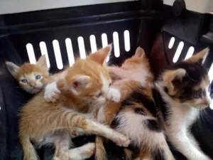 Gato raça Srd idade Abaixo de 2 meses nome Bebês