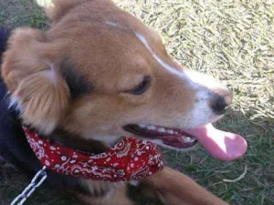 Cachorro raça Srd com border collie idade 2 a 6 meses nome Spike