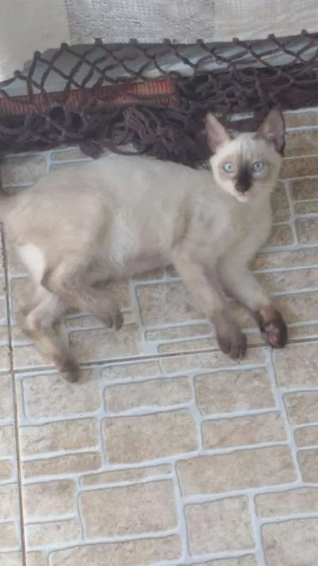 Gato raça  idade 2 a 6 meses nome sem nome