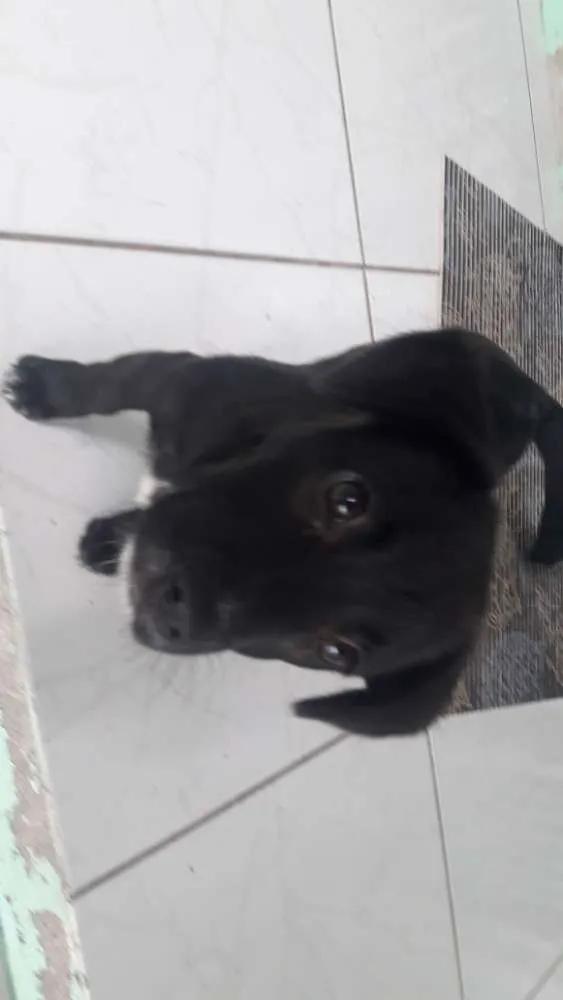 Cachorro ra a Indefinida  idade 2 a 6 meses nome Thanos