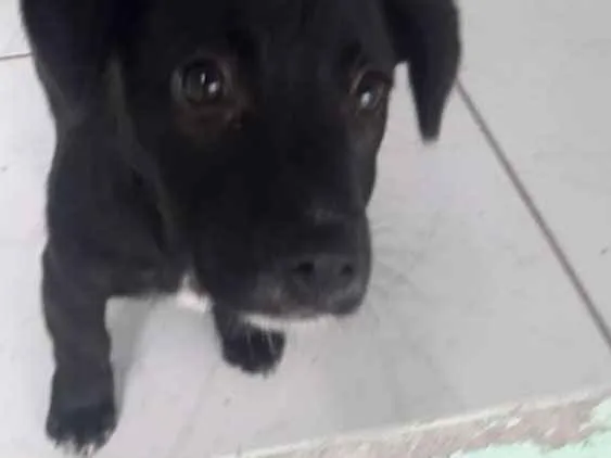 Cachorro ra a Indefinida  idade 2 a 6 meses nome Thanos