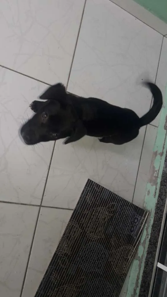 Cachorro ra a Indefinida  idade 2 a 6 meses nome Thanos