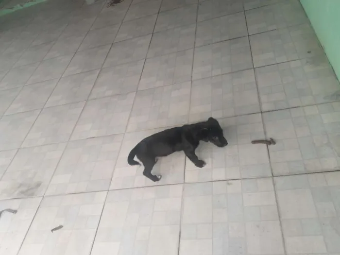 Cachorro ra a Indefinida  idade 2 a 6 meses nome Thanos