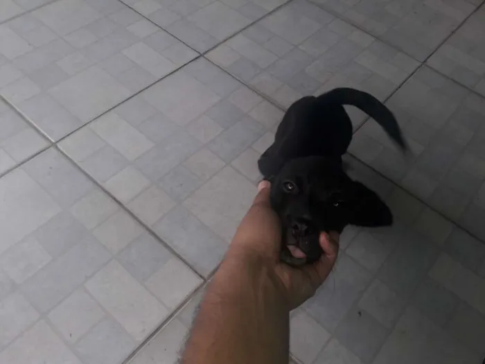 Cachorro ra a Indefinida  idade 2 a 6 meses nome Thanos