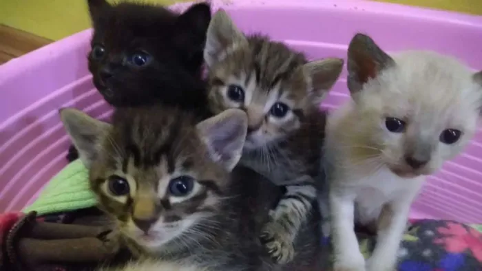 Gato ra a Diversas idade Abaixo de 2 meses nome Sem nome