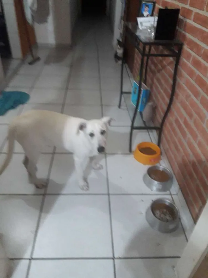 Cachorro ra a Srd idade 2 a 6 meses nome Sem nome
