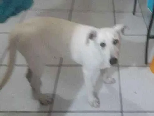 Cachorro ra a Srd idade 2 a 6 meses nome Sem nome