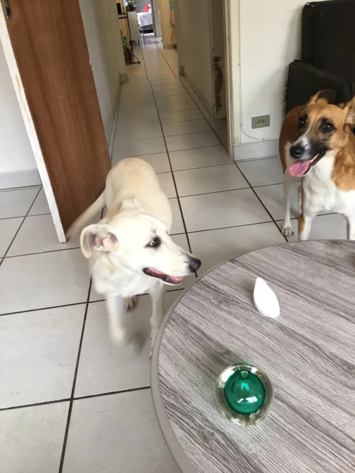 Cachorro raça Viralata idade 2 a 6 meses nome Milk