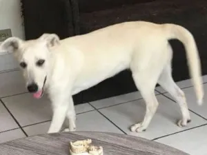 Cachorro raça Viralata idade 2 a 6 meses nome Milk