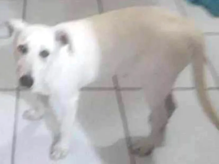 Cachorro ra a Srd idade 2 a 6 meses nome Sem nome