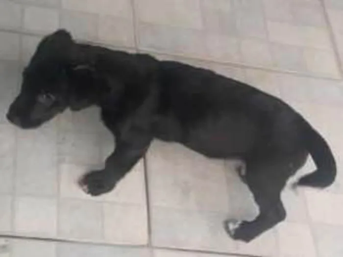 Cachorro ra a Indefinida  idade 2 a 6 meses nome Thanos