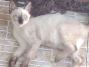 Gato raça  idade 2 a 6 meses nome sem nome