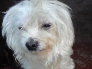 Cachorro raça Maltês  idade 1 ano nome Betoven